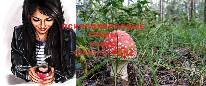 Псилоцибиновые грибы Psilocybe  Беломорск 